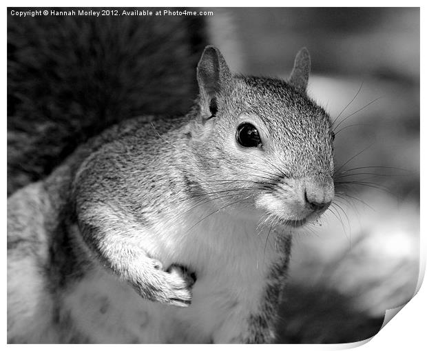 Grey Scale Grey Squirrel! Print by Hannah Morley