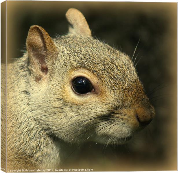 Grey Squirrel Close-Up Canvas Print by Hannah Morley