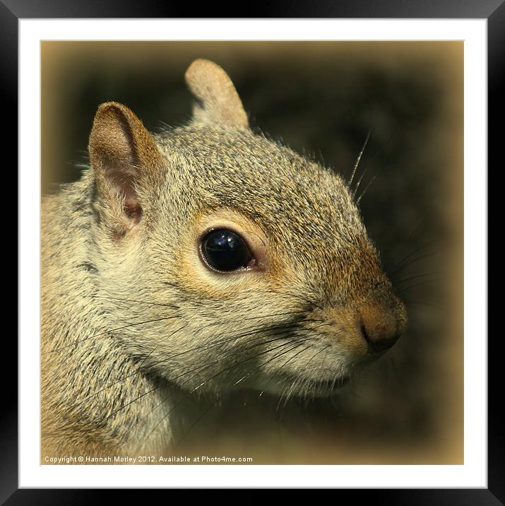 Grey Squirrel Close-Up Framed Mounted Print by Hannah Morley