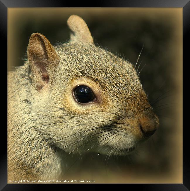 Grey Squirrel Close-Up Framed Print by Hannah Morley