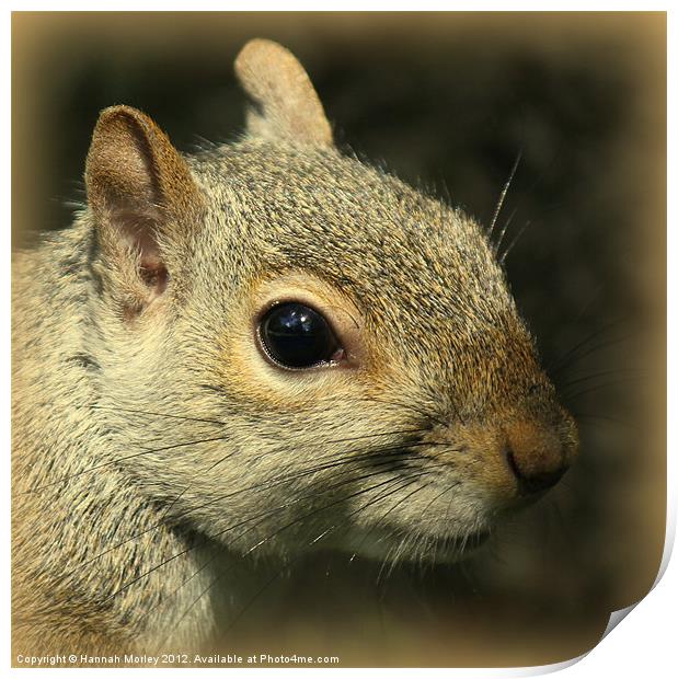 Grey Squirrel Close-Up Print by Hannah Morley