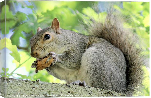 Grey Squirrel with monkey nut! Canvas Print by Hannah Morley