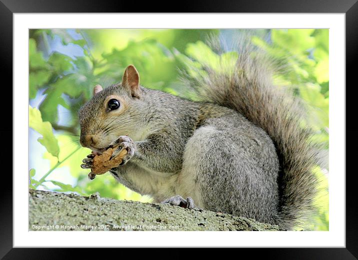Grey Squirrel with monkey nut! Framed Mounted Print by Hannah Morley
