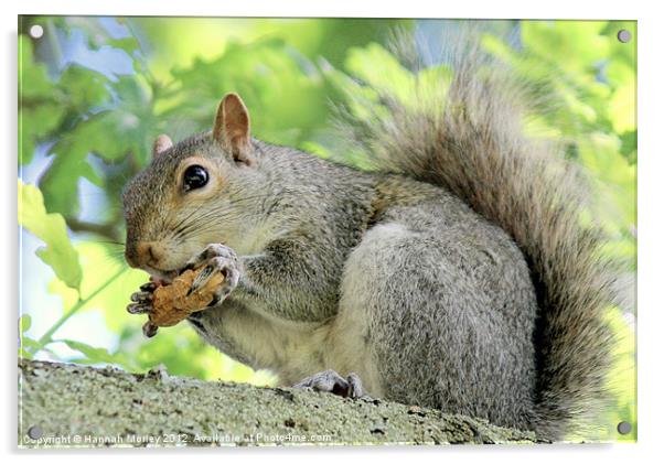 Grey Squirrel with monkey nut! Acrylic by Hannah Morley