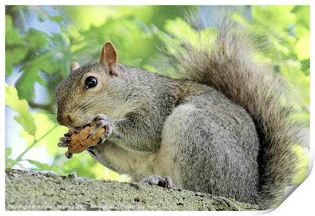 Grey Squirrel with monkey nut! Print by Hannah Morley