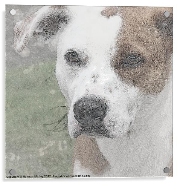 Staffordshire Bull Terrier Acrylic by Hannah Morley