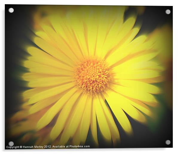 Yellow Flower Acrylic by Hannah Morley