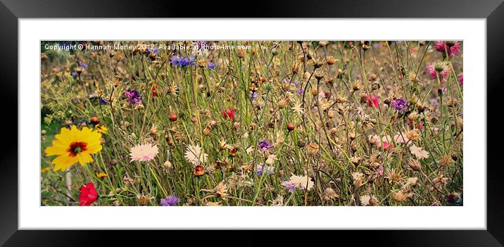 Wildflowers Framed Mounted Print by Hannah Morley