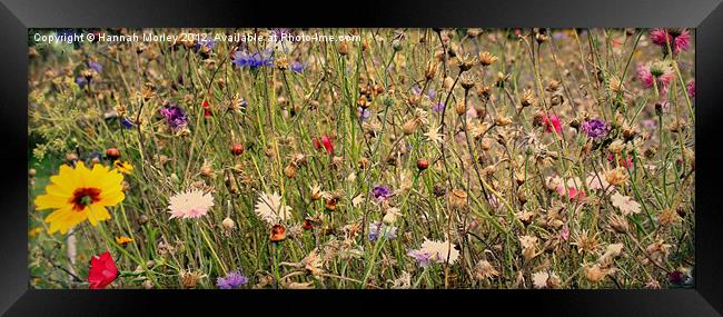 Wildflowers Framed Print by Hannah Morley