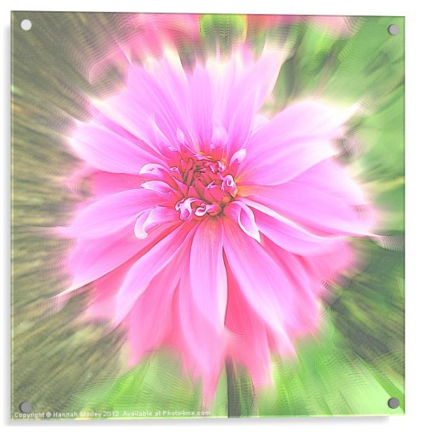 Pink Dahlia Acrylic by Hannah Morley