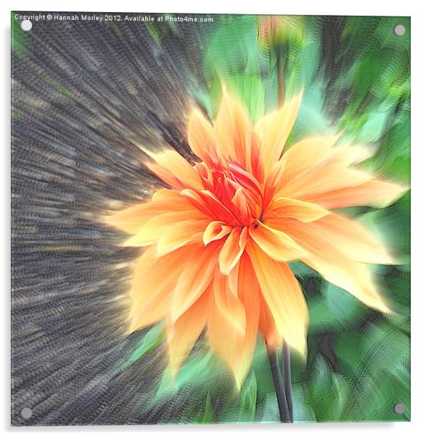 Orange Dahlia Acrylic by Hannah Morley