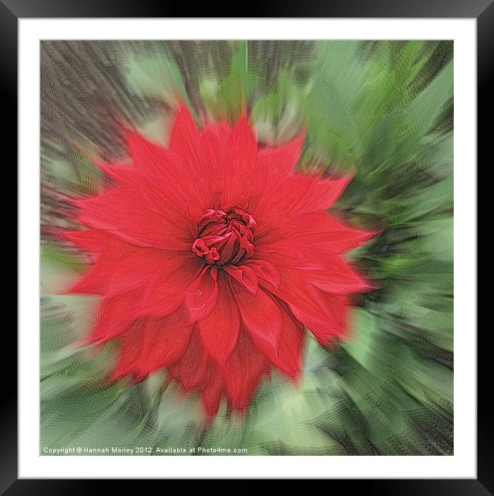 Red Dahlia Framed Mounted Print by Hannah Morley