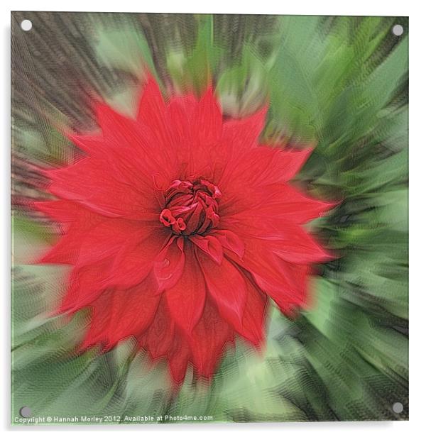 Red Dahlia Acrylic by Hannah Morley