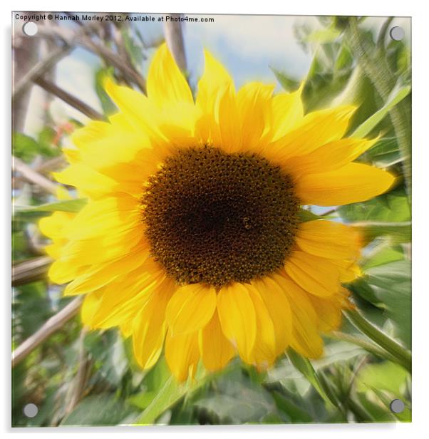 Sunflower Acrylic by Hannah Morley