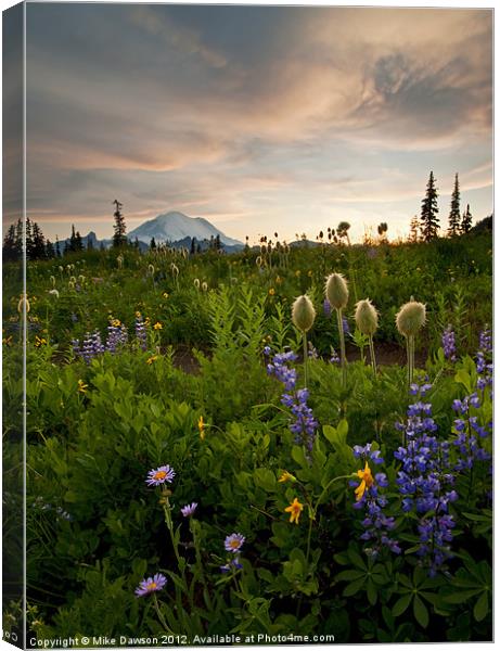 Lupine Sunset Canvas Print by Mike Dawson
