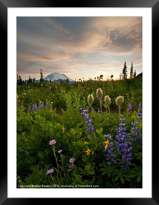 Lupine Sunset Framed Mounted Print by Mike Dawson
