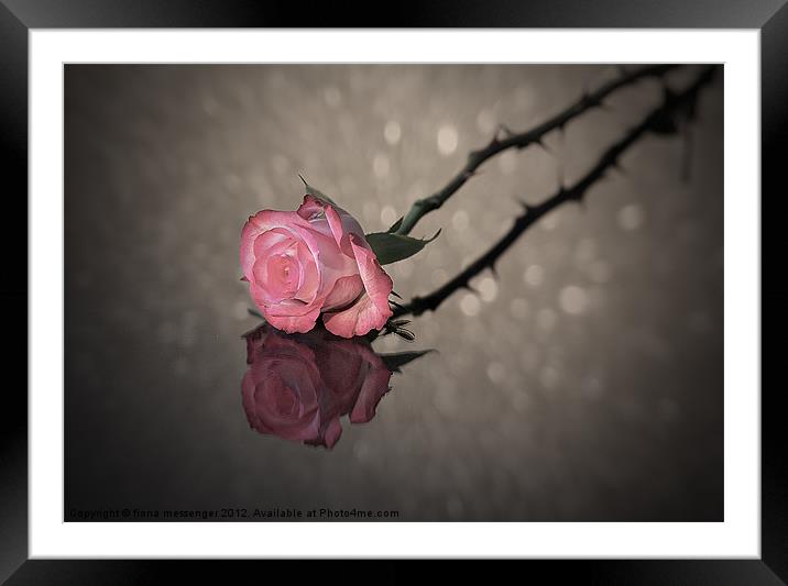 Rose Reflected Framed Mounted Print by Fiona Messenger