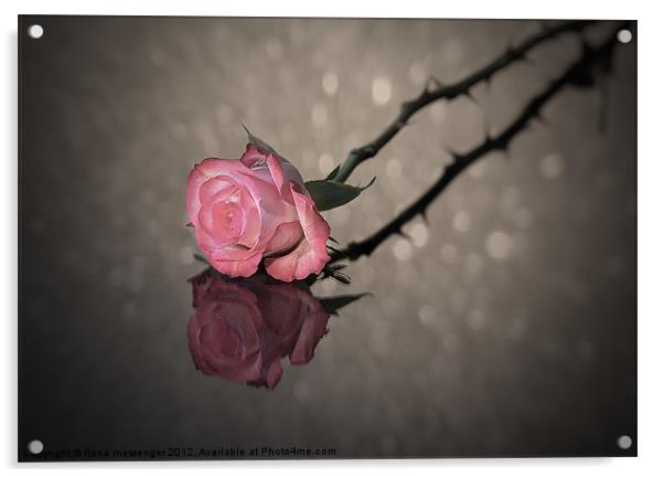 Rose Reflected Acrylic by Fiona Messenger