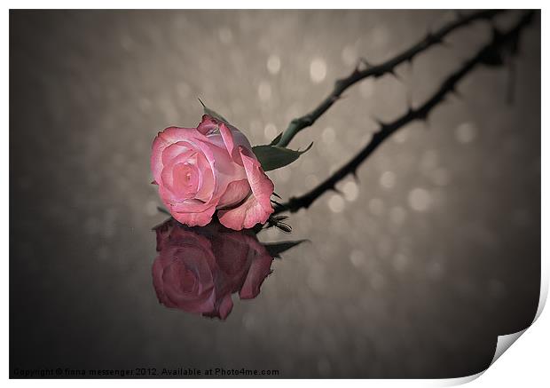 Rose Reflected Print by Fiona Messenger