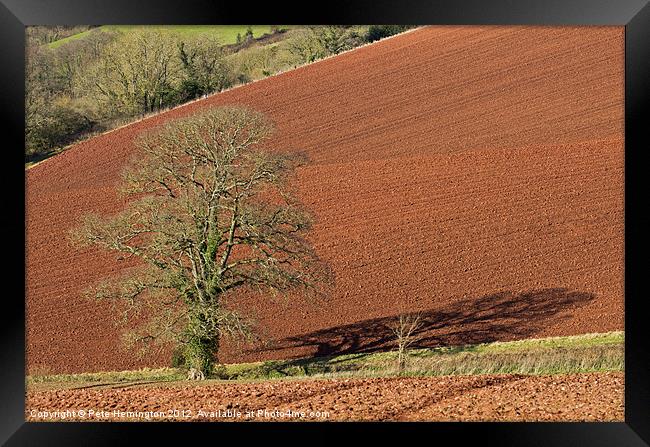 Tree against Devon red soil Framed Print by Pete Hemington