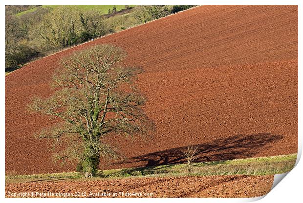Tree against Devon red soil Print by Pete Hemington