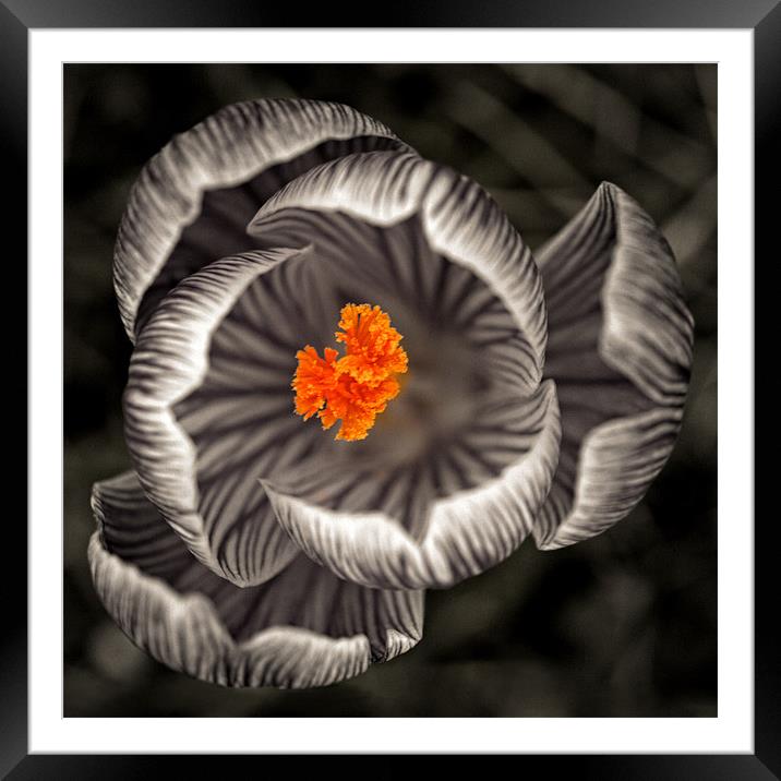 Gothic Crocus Framed Mounted Print by Paul M Baxter