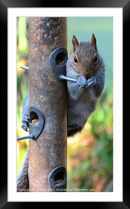 Cheeky Squirrel Framed Mounted Print by Liz Ward