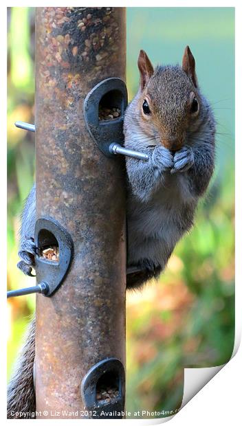 Cheeky Squirrel Print by Liz Ward