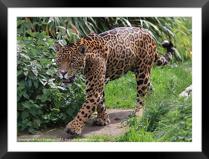 Jaguar Framed Mounted Print by P H