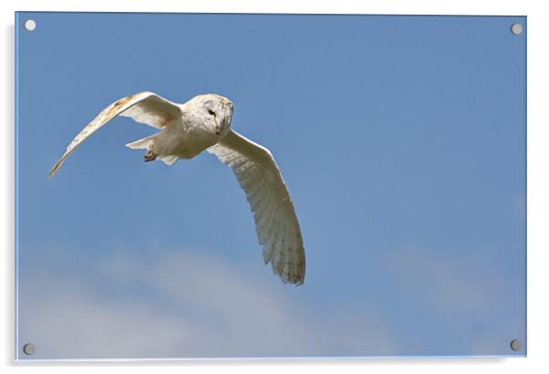 Barn Owl Flight Acrylic by Val Saxby LRPS