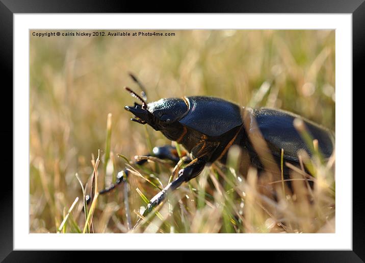 Stag beetle Framed Mounted Print by cairis hickey