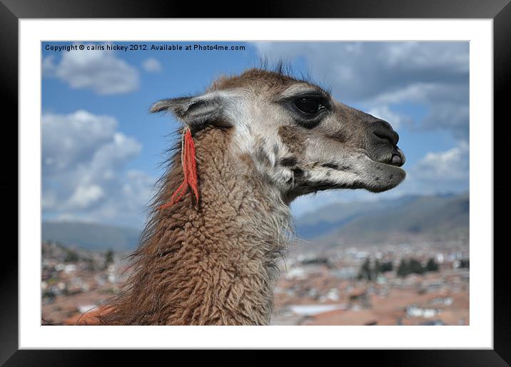 llama at cusco Framed Mounted Print by cairis hickey
