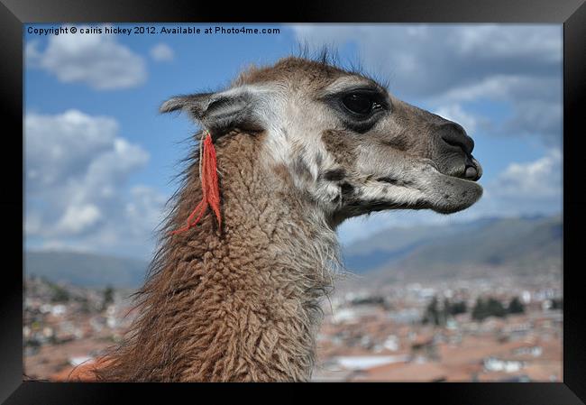llama at cusco Framed Print by cairis hickey