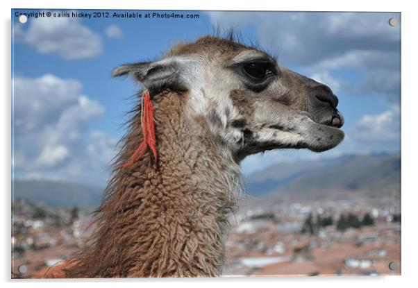 llama at cusco Acrylic by cairis hickey