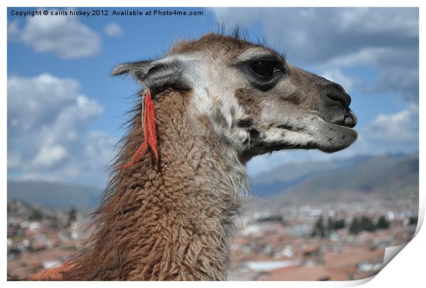 llama at cusco Print by cairis hickey