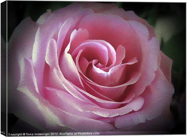 Blush Pink Rose Canvas Print by Fiona Messenger