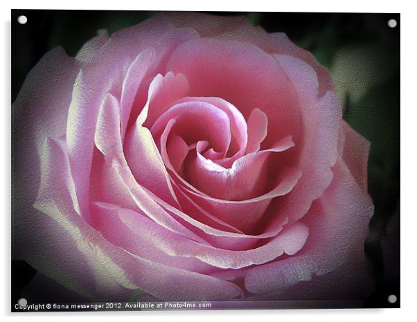 Blush Pink Rose Acrylic by Fiona Messenger