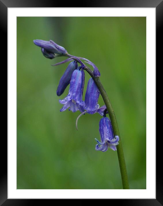 BlueBell Framed Mounted Print by Maria Tzamtzi Photography