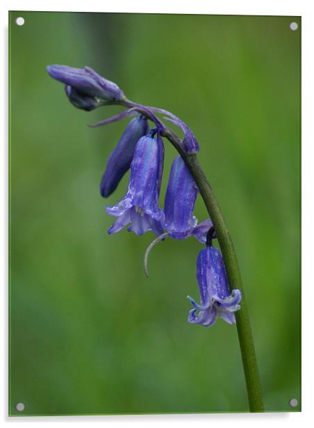 BlueBell Acrylic by Maria Tzamtzi Photography