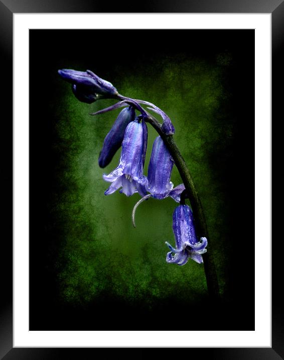 BlueBell Framed Mounted Print by Maria Tzamtzi Photography
