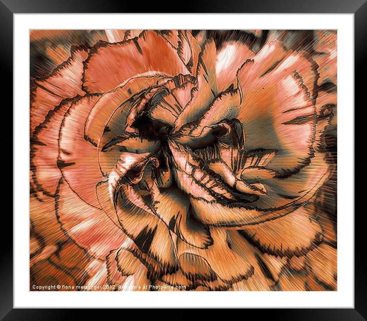 Abstract Carnation Framed Mounted Print by Fiona Messenger