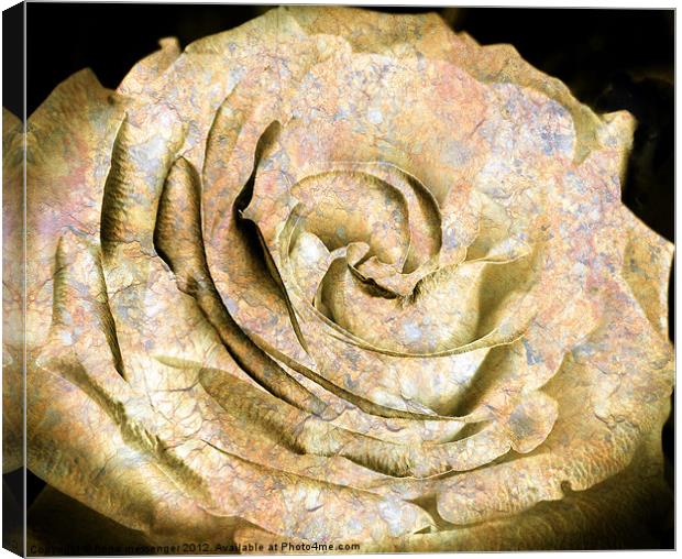 Rock and Rose Canvas Print by Fiona Messenger