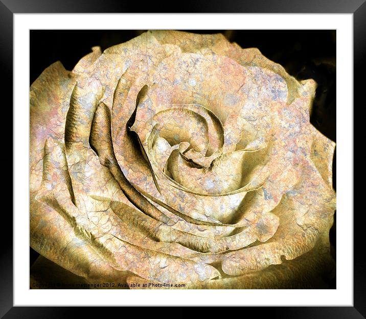 Rock and Rose Framed Mounted Print by Fiona Messenger