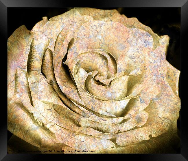 Rock and Rose Framed Print by Fiona Messenger