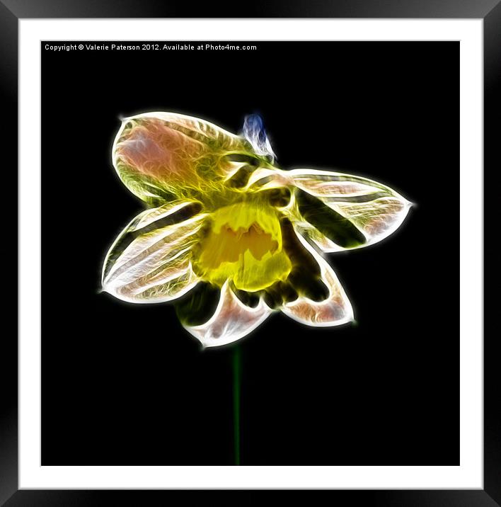 Fractalius Daffodil Framed Mounted Print by Valerie Paterson