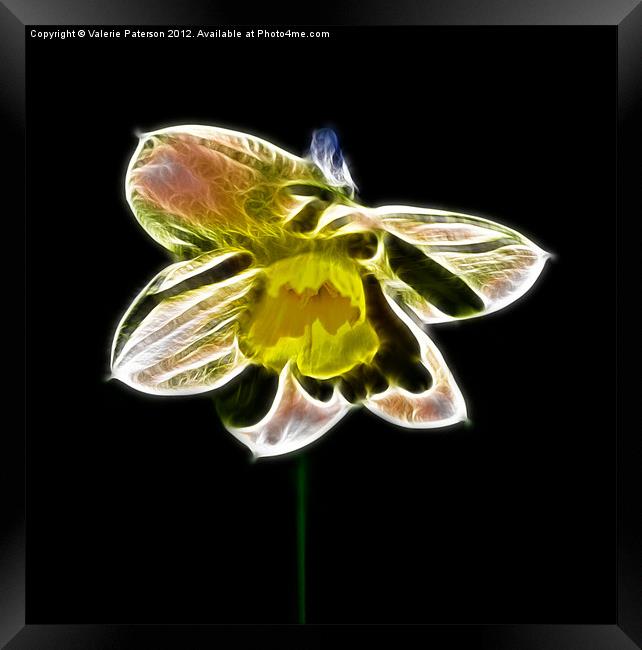 Fractalius Daffodil Framed Print by Valerie Paterson
