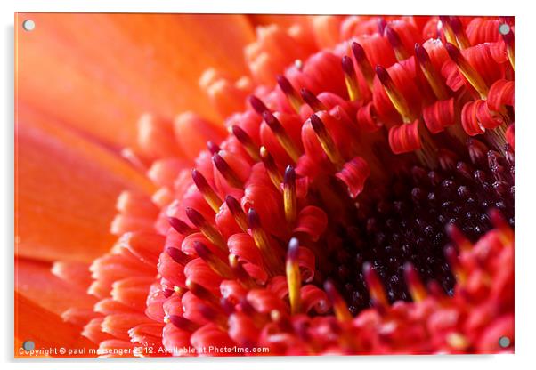 Orange Gerbera Close up Acrylic by Paul Messenger