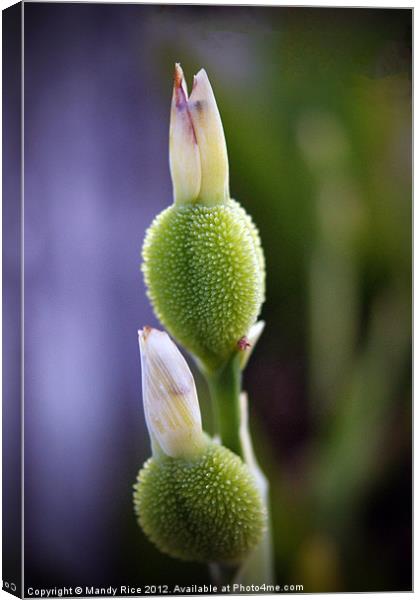 Plant in bud Canvas Print by Mandy Rice
