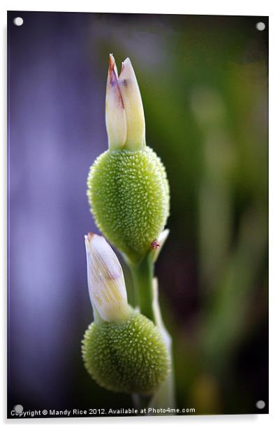 Plant in bud Acrylic by Mandy Rice