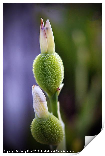 Plant in bud Print by Mandy Rice